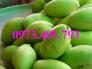 Giống xoài các loại
