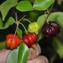 Cây giống 3 Loại Cherry trồng xứ nóng vẫn ra trái ầm ầm