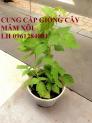 Bán cây giống mâm xôi, đùm đũm, phúc bồn tử