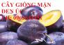 Cung cấp cây giống mận đen Úc, cây giống mận quả đen nhập khẩu, cây giống mận Úc quả đen uy tín