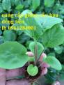 Cung cấp giống đồng tiền cấy mô, đồng tiền cao, đồng tiền trung, đồng tiền lùn mini, hàng Hà Lan nhập khẩu