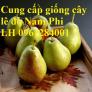 Cung cấp giống cây lê đỏ nam phi, cây lê đỏ, lê nam phi