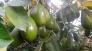 Cây giống bơ sáp