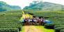 Tour du lịch Mộc Châu