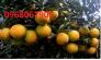 Cung cấp Giống cam vinh chuẩn giống, chuẩn chất lượng. chuẩn giống.