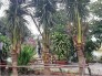 Dừa xiêm dừa cảnh quan