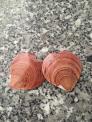 vỏ sò trái tim (cặp)
