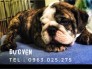 english bulldog 55 ngày tuổi