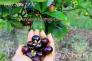 Giống Cherry Barzil  rất thích hợp trồng ở Việt Nam