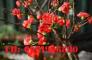 Hoa mai đỏ - Vẻ đẹp ngày tết