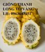 Cung cấp cây giống thanh long vỏ vàng, giống cây thanh long vỏ vàng Malaysia nhập khẩu chuẩn, uy tín