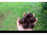 Suriname cherry 1,6 mét