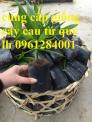 Cung cấp giống cây cau tứ quý, cau tứ thời, cau lùn, cây cau giống
