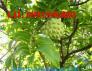 Chuyên cung cấp giống cây Na bở Đài Loan