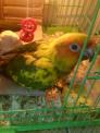 Sun Conure vẹt Châu Mĩ tại TPHCM