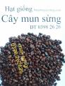 Hạt giống cây gỗ mun sừng