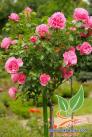 Hãy trồng một cây hồng thân gỗ trong khuôn viên nhà bạn!