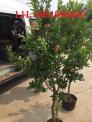Giống cây Lựu đỏ Ấn Độ - Giống cây F1,Chất lượng,uy tín