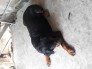 Bán Rott cái dòng Đại 50kg.