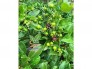 Cây Cherry sắp ra trái mùa thứ 2