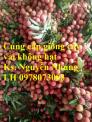 Giống cây vải không hạt uy tín chất lượng, số lượng lớn, giao hàng toàn quốc