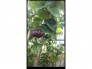 Cây giống Suriname cherry trái đen