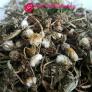 Trà bồ công anh (200gr) Thực dưỡng Sen Hồng
