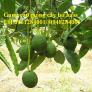 Cung cấp giống cây bơ hass, cây bơ hass, giống cây bơ, uy tín, chất lượng