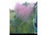 Cây tùng hồng ( Pink Cascade )
