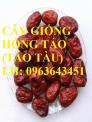 Cung cấp cây giống hồng táo, cây giống táo tàu, cây giống táo tàu trong vị thuốc bắc, uy tín