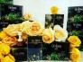 Combo giảm cân golean + tan mỡ goslim
