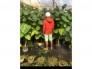 Cà chua thân gỗ cây 1,7 mét