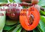 Hồng xiêm ruột đỏ - hồng xiêm Thái Lan, cây giống mới nhập khẩu chất lượng cao