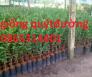 Giống quýt đường thái lan, cây giống ghép sinh trưởng nhanh, trái nhỏ ăn ngọt.