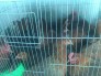 Gà ta thả vườn