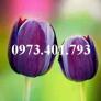 Cây hoa tulip màu tím