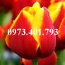 Cây hoa tulip màu đỏ viền hơi vàng