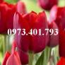 Cây hoa tulip màu đỏ mận