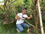 Cây nho thân gỗ