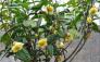 Giống trà hoa vàng cây giống chuẩn, cung cấp cây giống cây choai, giao hàng toàn quốc.
