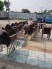 Thanh lý lô ghế nhựa đúc nữ hoàng màu nâu
