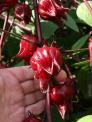 Sỉ lẻ hoa Atiso đỏ, hoa Hibiscus, hoa Bụp giấm toàn quốc