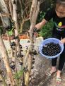 Cách trồng và chăm sóc cây nho thân gỗ quý hiếm được săn lùng thế giới