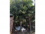 Bán cả 3 Cây kiểng Lộc Vừng