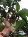 Cherry Br nhiệt đới trồng kinh tế cao tạ