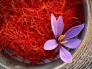 Tìm đại lý phân phối nhụy hoa nghệ tây saffron chiết khấu cực tốt