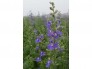 Cây giống hoa Violet, hoa nữ hoàng xanh, hoa mua tím