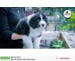 Bán chó Border Collie thuần chủng