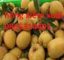 Giống cây hồng xiêm xoài hay gọi là sapoche, giống cây hồng xiêm xoài ghép.