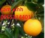 Những lưu ý khi trồng và chăm sóc cây cam vinh giống cây chất lượng nhất.